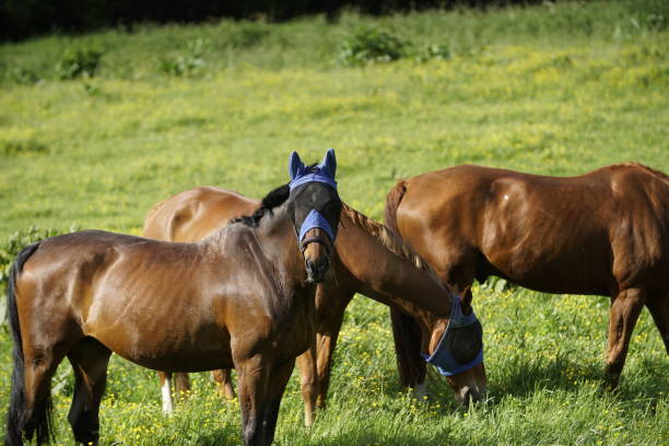 Brown horse grazing with blue zip protection on head