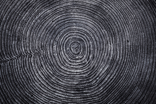 Vieja textura de madera anillo photo