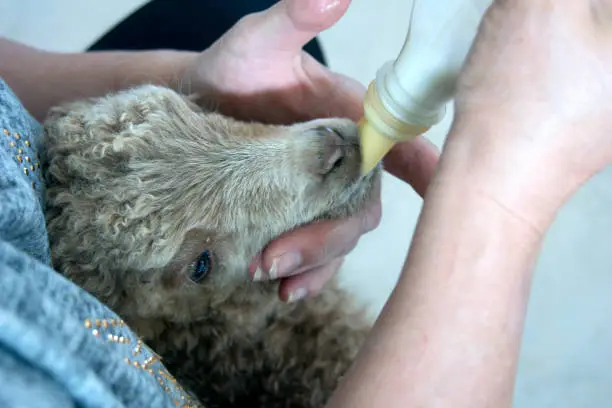 Photo of Feeding lamb with bottle