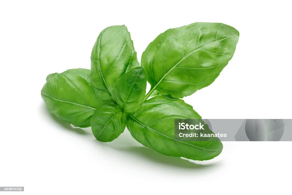 Fresh Basil Fresh leaves basil isolated on white background Basil Stock Photo