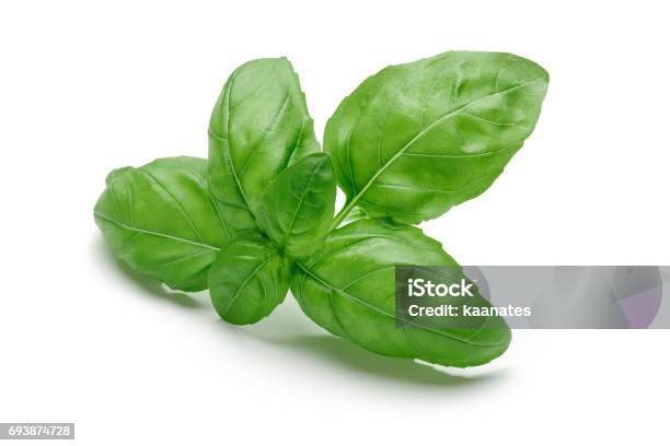 Fresh Basil Stock Photo - Download Image Now - Basil, White Background, Leaf