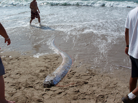 MEXICO - JANUARY 11: People look at Dead Oarfish 'Sea Serpent' that washed ashore on a beach in Mexico.  Oarfish dive more than 3,000 feet deep, sighting of the creatures are rare. Oarfish 'Sea Serpent'.  Oarfish dive more than 3,000 feet deep, sighting of the creatures are rare. in Mexico January 11, 2006
