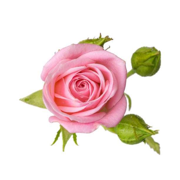 istock Pink rose with buds isolated on white background. 693881118