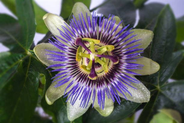 istock Passiflora passionflower with dew water drops . Big beautiful flower. 693881222