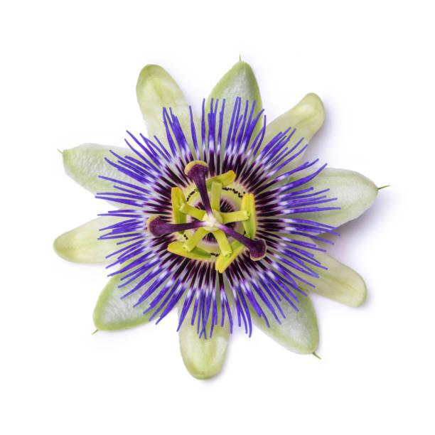 istock Passiflora passionflower isolated on white background. Big beautiful flower. 693881472
