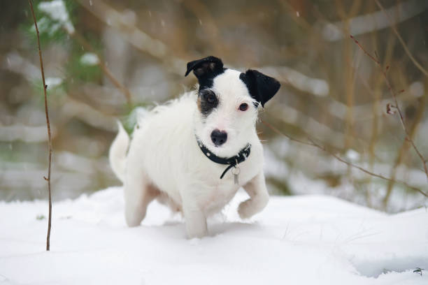 istock Light broken Jack Russell Terrier dog staying outdoors on a snow in winter forest 693883894