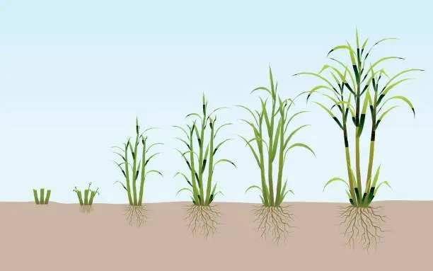 Vector illustration of Sugarcane Evolution