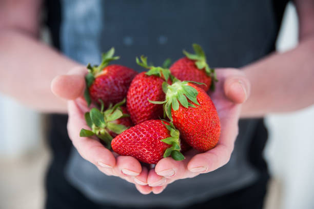 istock Berries of strawberries in hands. macro 693893302