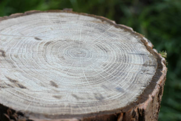 istock annual rings on the cut surface of wood 693893390