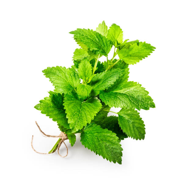 melisse - lemon balm stock-fotos und bilder