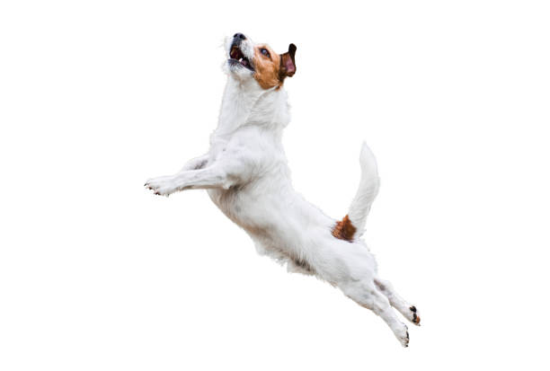 perro terrier aislado en blanco saltando y volando alto - competition action animal close up fotografías e imágenes de stock