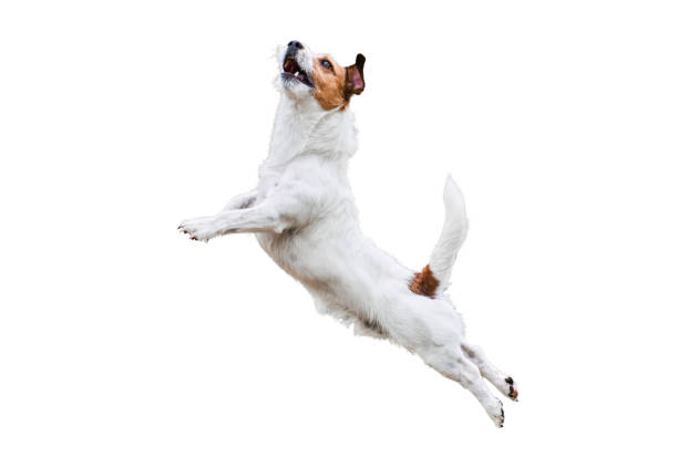 白いジャンプと高く飛んで分離テリア犬 - dog jumping ストックフォトと画像