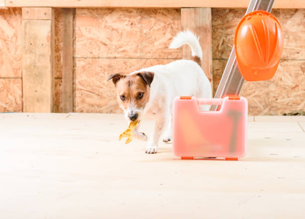 istock Dog as handyman fetching wrench at construction site 693894088