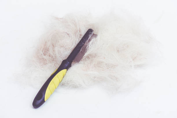 istock Professional grooming accessory: comb for dog hair care 693894094
