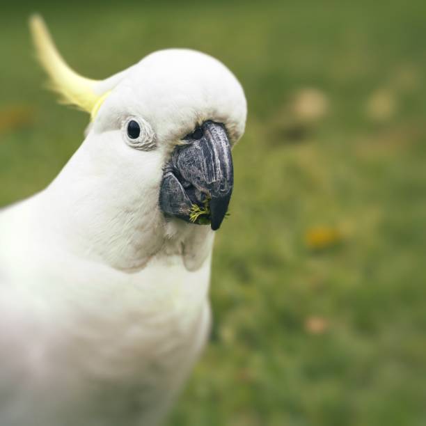 istock Sulphur-crested Cockatoo (Cacatua galerita) 693894644