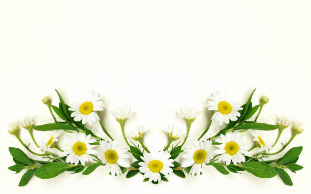 istock Daisy flowers arrangement 693896890