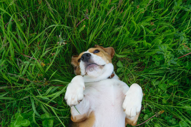 istock Beagle dog lying on the grass with his paws up 693899784