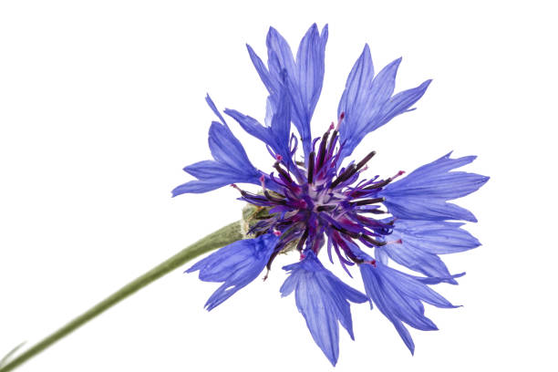 istock Flower of cornflower, lat. Centaurea, isolated on white background 693900544