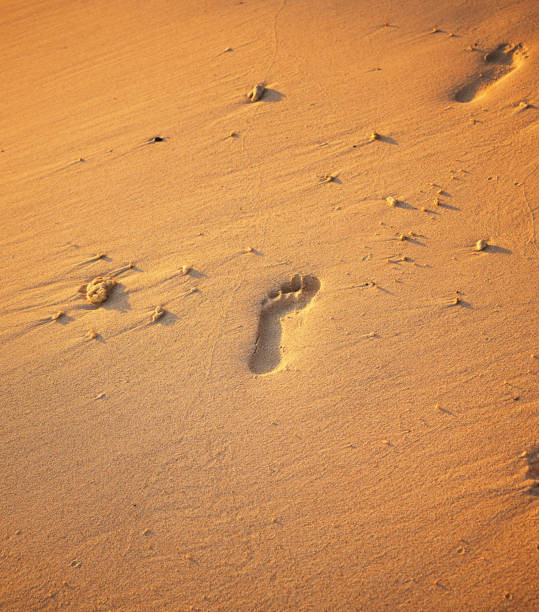 Close up of footprints on the beach sand at the golden hour. Close up of footprints on the beach sand at the golden hour. rawa island stock pictures, royalty-free photos & images