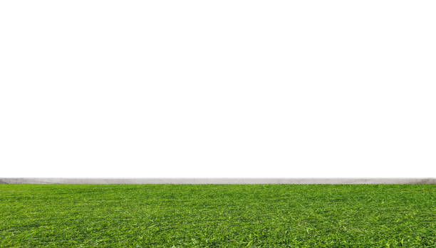 istock Green grass lawn, with white wall 693905180