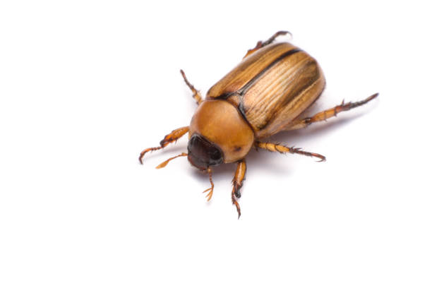 istock close up may beetle or cockchafer isolated on white background 693905682