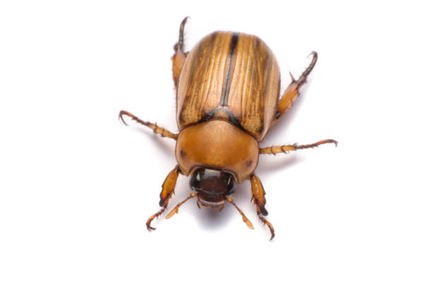 istock close up may beetle or cockchafer isolated on white background 693908178