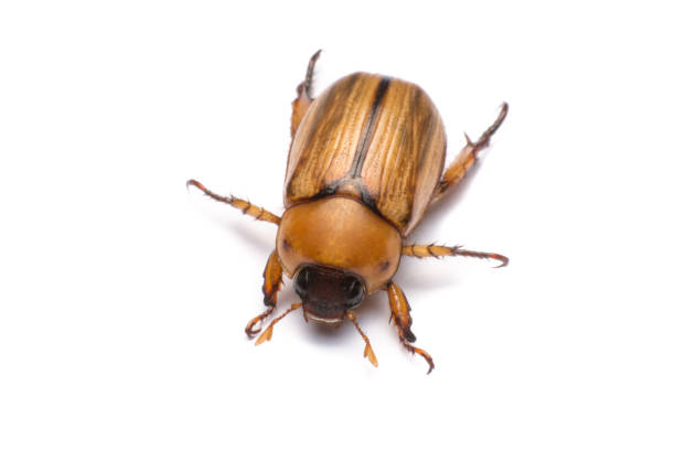istock close up may beetle or cockchafer isolated on white background 693910544