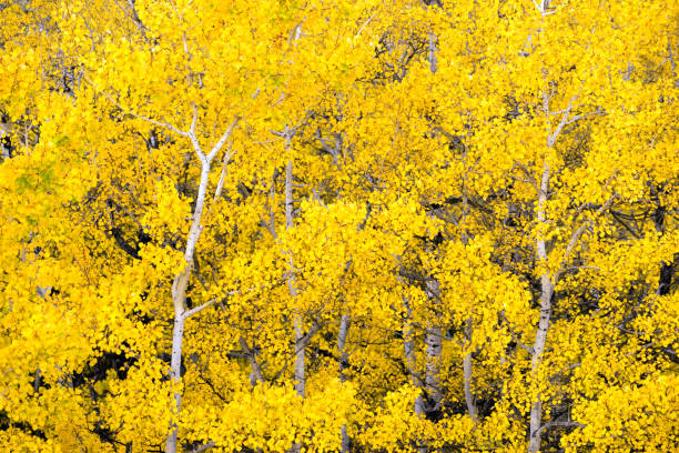 białe osiki las spadek kolory liście zmiana jesieni - gold yellow aspen tree autumn zdjęcia i obrazy z banku zdjęć