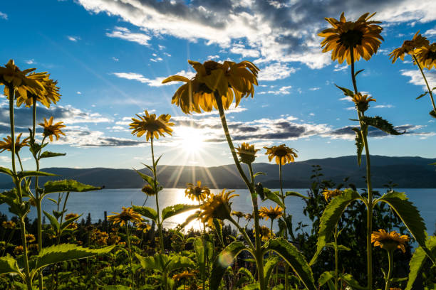 istock Yellow lake flowers 693919134