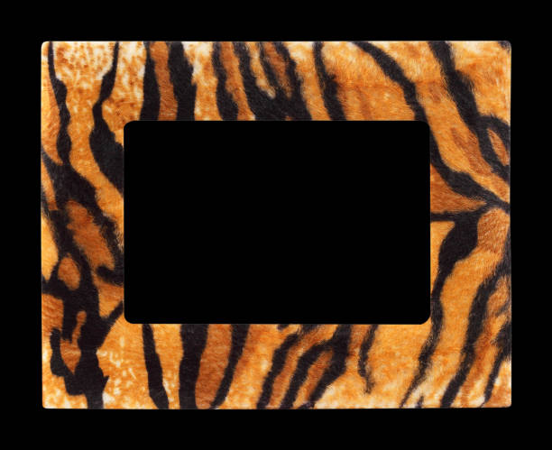 istock Wildlife fur tiger photo frame isolated on black background 693927992