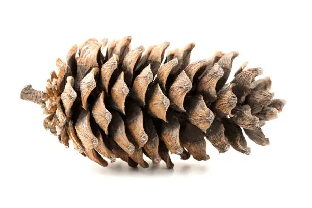 Beautiful fir-cone isolated  on white background.