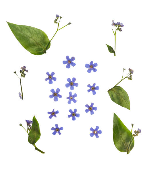 istock Pressed and dried flowers  brunnera macrophylla. Isolated 693931222