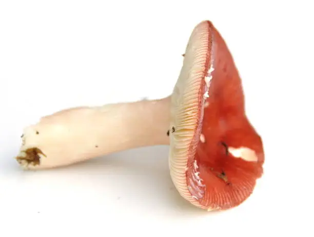 The brittlegill mushroom Russula paludosa isolated on white background