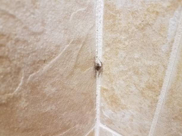 istock dark spider in corner of tiled wall 693937042