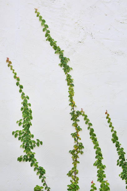 istock Green Creeper Plant on white wall. 693937580