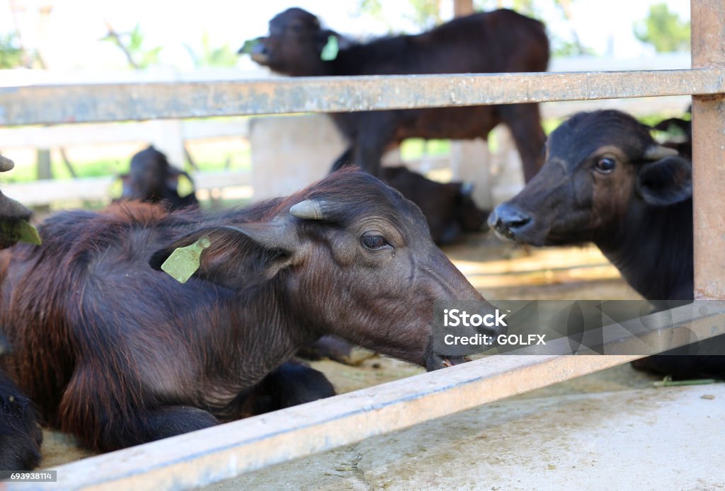 Buffalo sitting in stall. Agricultural Field Stock Photo
