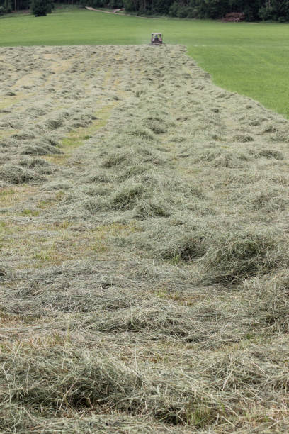 istock haying field in german countryside in summer 693947106