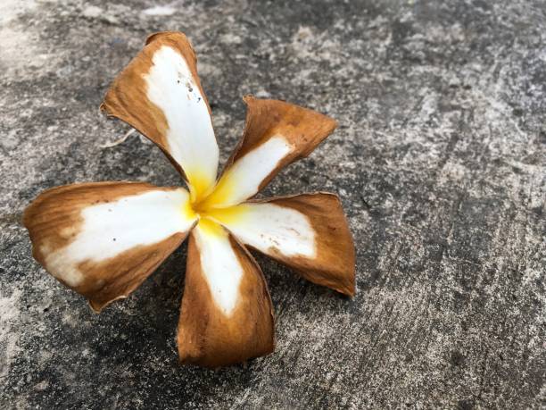 istock dry plumeria flower on cement floor 693949460