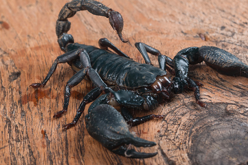 Big Black Scorpion Stock Photo - Download Image Now - Animal, Biting,  Danger - iStock