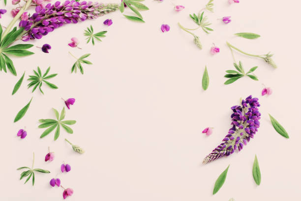 istock lupine flowers on white background 693953310