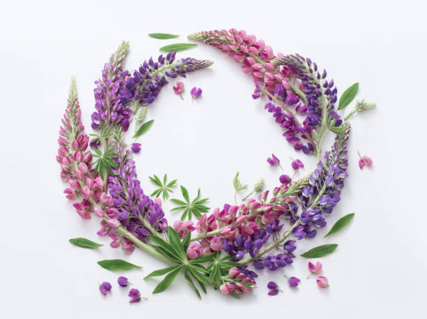 istock lupine flowers on white background 693953324