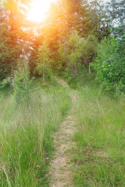 istock Trodden path on the slope of the forested mountain in sunlight 693953824