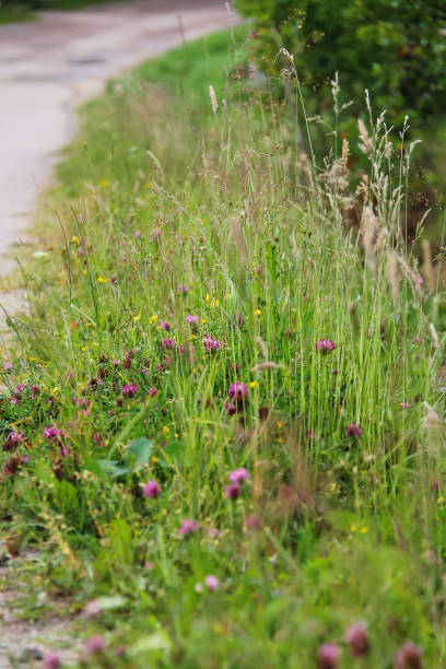 istock Wild flowers in summer city park 693954038