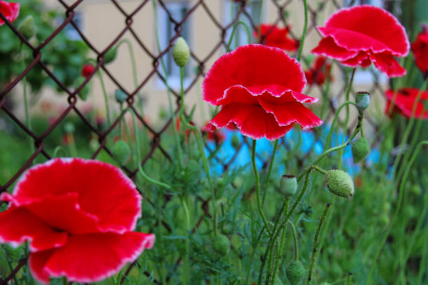 istock Red poppies on metal grid background 693956506