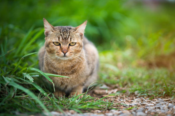 istock brown cat sitting in the garden 693959102