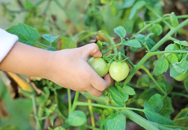 istock Child hand Keeping fresh vegetables (tomato) in the garden 693961992