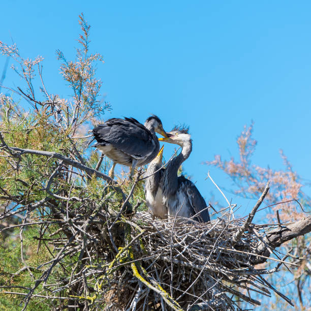 istock Young herons in the nest 693965316