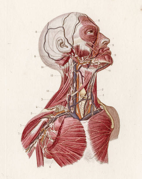 A Text book of Naked Eye Anatomy