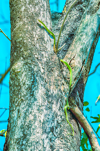 Green snake is climbing on the tree.Snake, Green pit viper, Asian pit viper, Trimeresurus (Viperidae) in nature