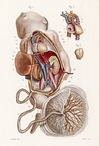 Fetal Circulation Anatomy Engraving 1886 Stock Illustration - Download  Image Now - Anatomy, Antique, Biology - iStock